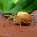four-spot orb-web spider (Araneus quadratus) K & M Noble